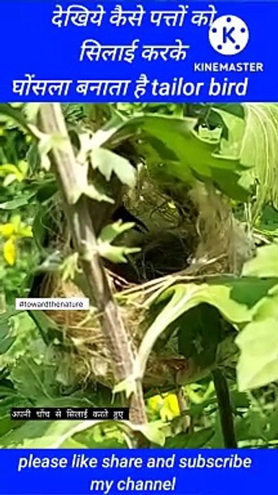 Tailor bird build a nest |  bird nest | tailor bird