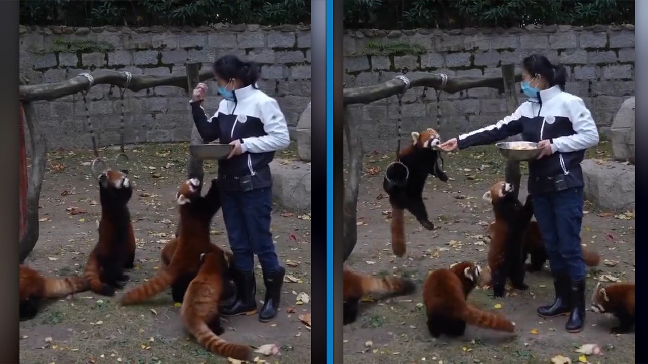 Dünyanın en güzel işi: Kızıl panda bakıcılığı