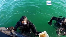 Rumänien will mit gezüchteten Algen das Ökosystem Schwarzes Meer retten