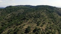 tree covered mountains 4k background video no copy right