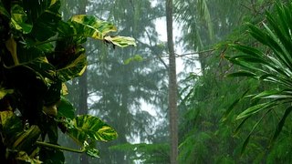 heavy rain in slow motion on the tropical forest Background No Copy Right