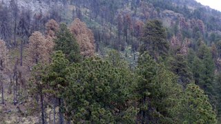 flying over a temperate forest 4k Background Video No Copy Right