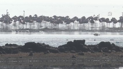 İzmir'de sulak alanlardaki kış kuşu sayısında artış gözleniyor