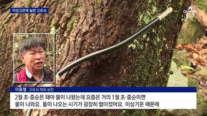 ‘이상 기온’에 보름 빨라진 고로쇠 수액 채취