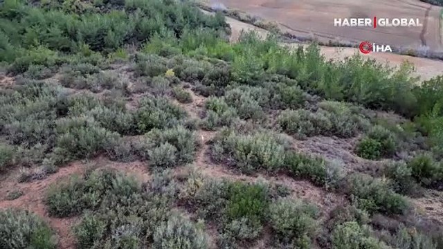 Görüntüleri Bakan Yumaklı paylaştı: Türkiye'de ilk kez bir albino çakal görüntülendi