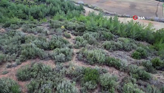 Türkiye'de ilk kez görüldü: Albino Çakal