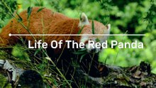 Whispers in the Bamboo: The Secret Life of the Red Panda