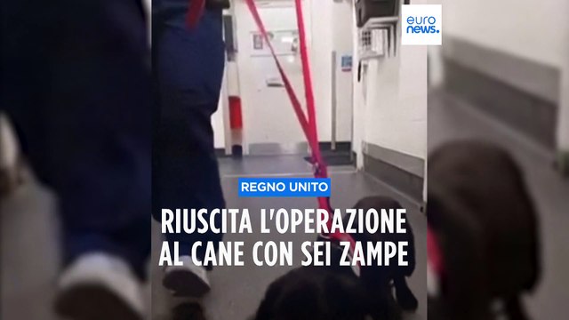 Regno Unito: cane trovato con sei zampe torna a camminare