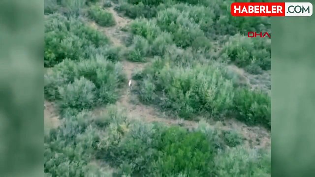 Türkiye'de ilk kez 'Albino çakal' görüldü