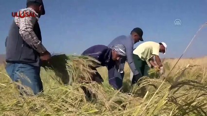 Çiftçiye yapılan destek enflasyona yenik düştü!