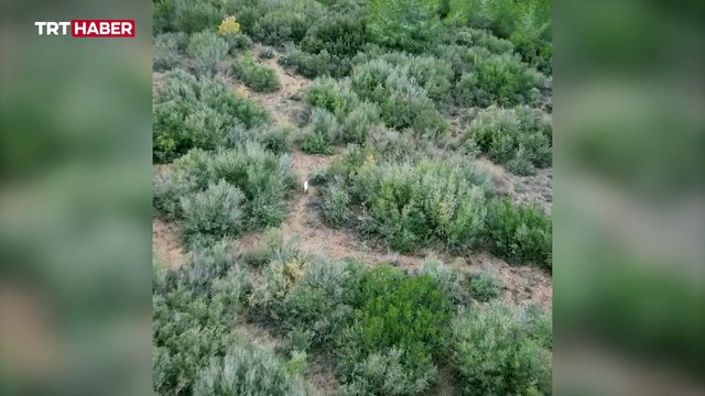 Türkiye'de ilk kez bir albino çakal görüntülendi