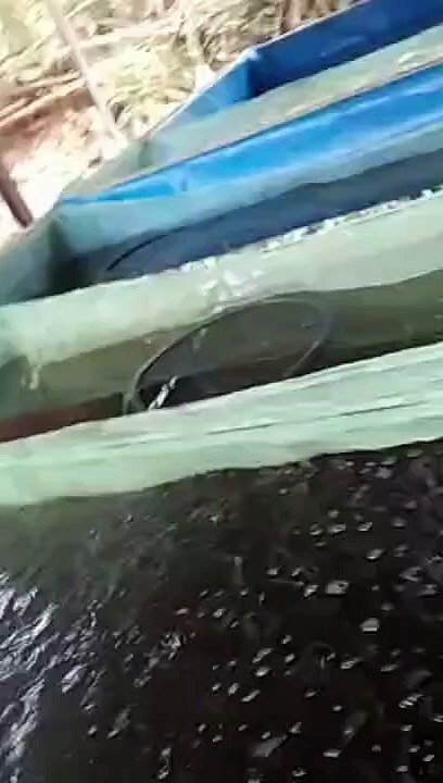 Proses SORTIR BIBIT LELE, jangan lupa pasang jaring dan lengkapi peralatannya