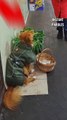 Ce chien récupère de l’argent dans un marché pour le bien de sa propriétaire