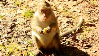 monkey eating a fruit