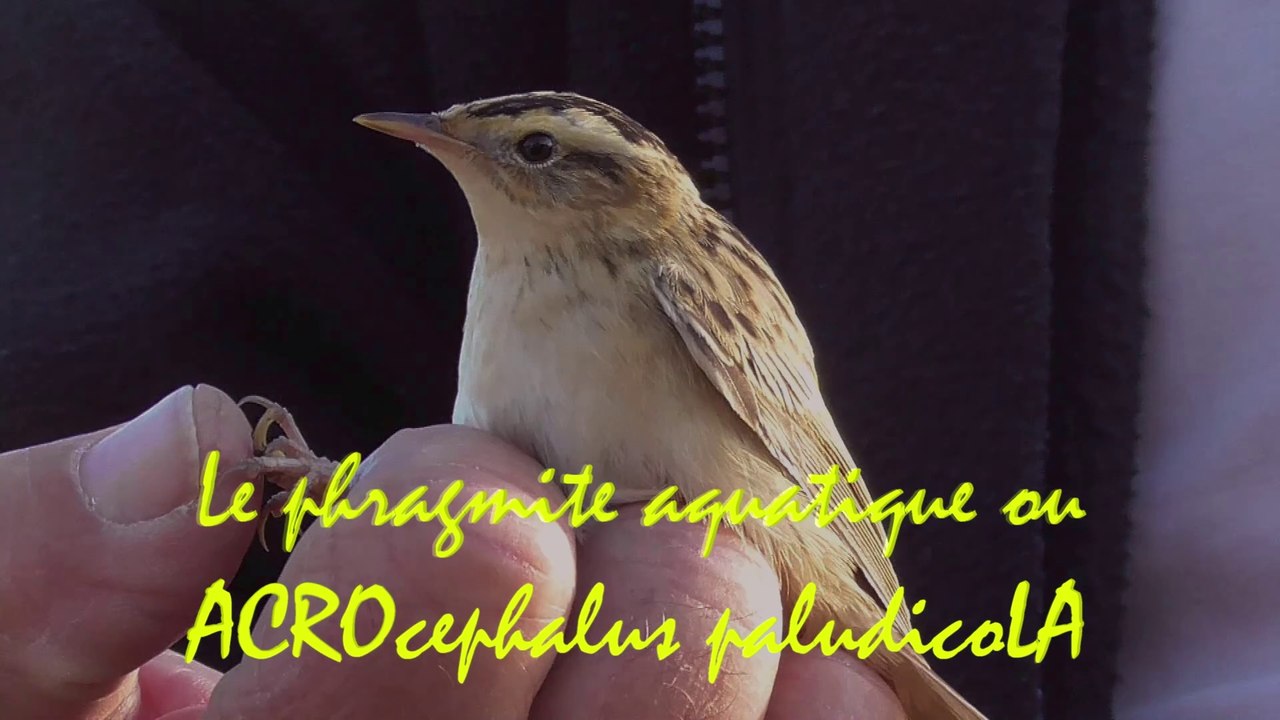 Présentation activités principales association ACROLA