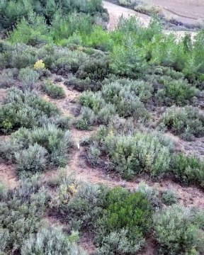 Bakan Yumaklı Görüntüleri Paylaştı: Türkiye'de İlk Kez Albino Çakal Görüntülendi