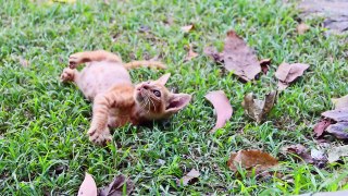 young cats play in the garden