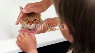 Woman Washes Cute Ginger Cat. Fluffy Wet Pet Meows and Tries To Escape From Bathtub., Nature Stock Footage ft. bath & cat - Envato Elements