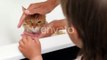 Woman Washes Cute Ginger Cat. Fluffy Wet Pet Meows and Tries To Escape From Bathtub., Nature Stock Footage ft. bath & cat - Envato Elements