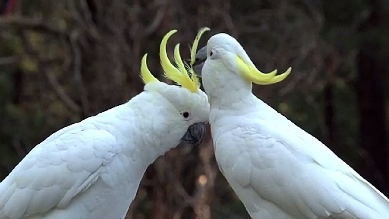 big white birds caressing each other