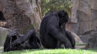 chimps resting in the shade