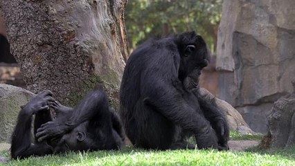 chimps resting in the shade