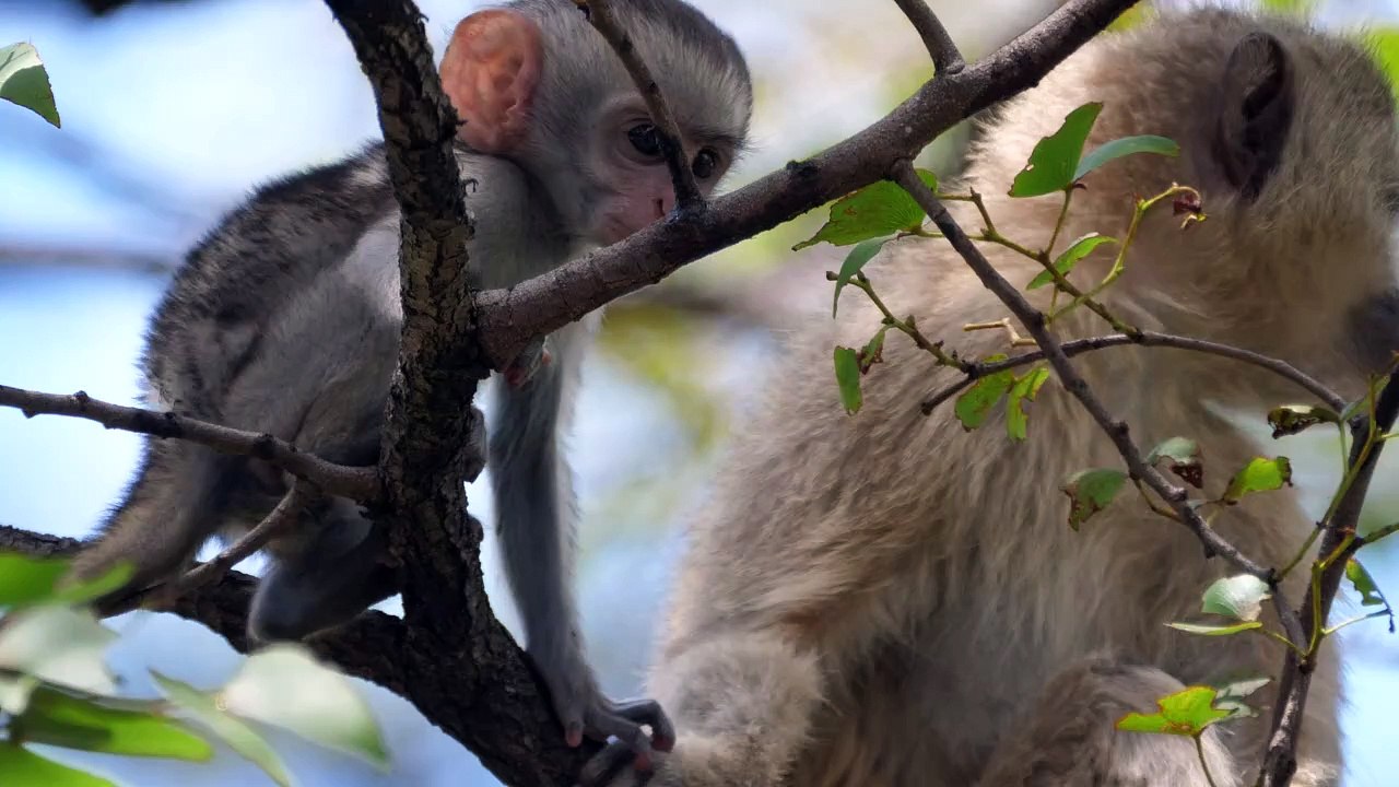 cute baby monkey grabs a leaf
