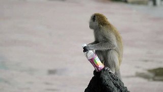 monkey holding a plastic bottle in the rain