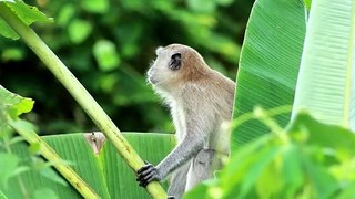 monkey resting in a tree