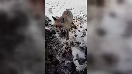 Kamp çadırına davetsiz misafir! Tilkiyi elleriyle besledi