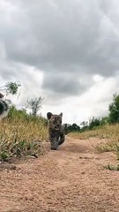 Leopard and Cute Leopard Cub Strolling