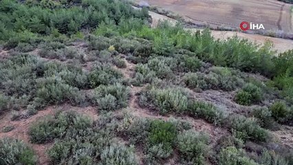 Bu gizemli canlı Türkiye'de ilk kez görüntülendi