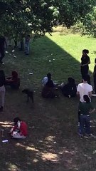 Dog Fleeing Hoop Bumps Into Student