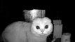 Confused Cat Hilariously Stares at Newly Installed Pet Camera