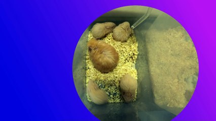 Dziennik Zachodni / Animals Live / Lucyna Nenow