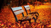 Falling Leaves Animation 4K - Free HD Stock Footage - No Copyright - Background Loop (1)