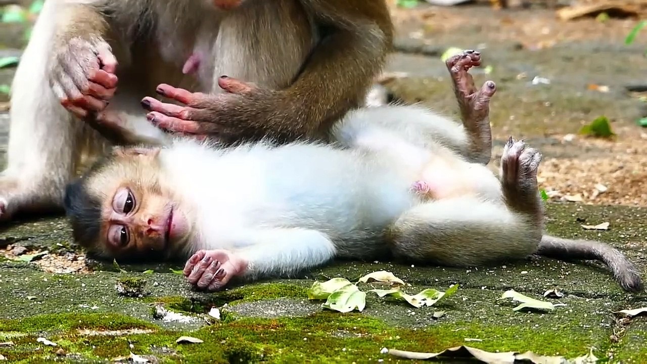 Poor little baby Sada bay still can't control himself well, he walk and take a nap (720p_25fps_H264-192kbit_AAC)