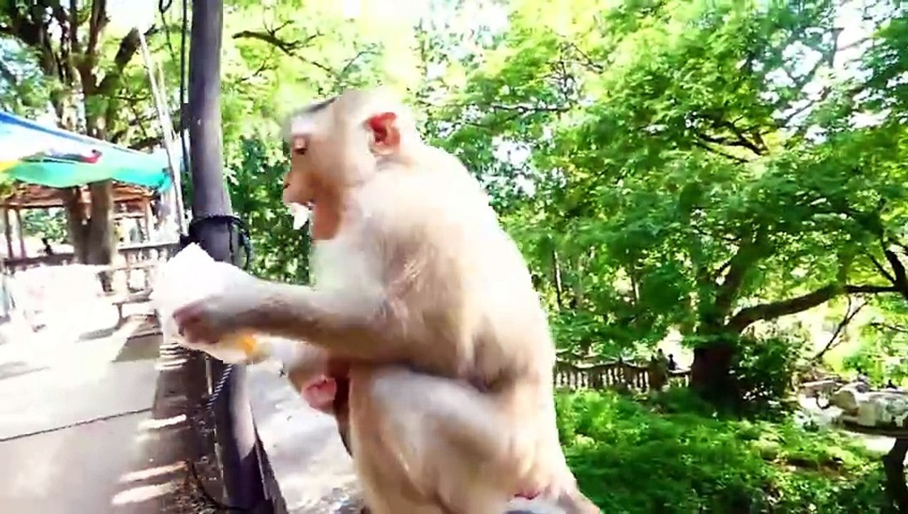 Poor little Money baby wants to bite big teenaged monkey, Moly reject to do like this (720p_25fps_H264-192kbit_AAC)