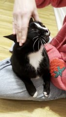 Tuxedo Cat Loves a Good Face Scrubbing