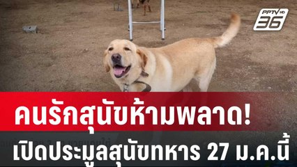 คนรักสุนัขห้ามพลาด! เปิดประมูลสุนัขทหารไม่ผ่านเกณฑ์ 27 ม.ค. นี้  | โชว์ข่าวเช้านี้ |  22 ม.ค. 67