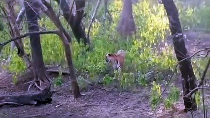 रणथंभौर नेशनल पार्क