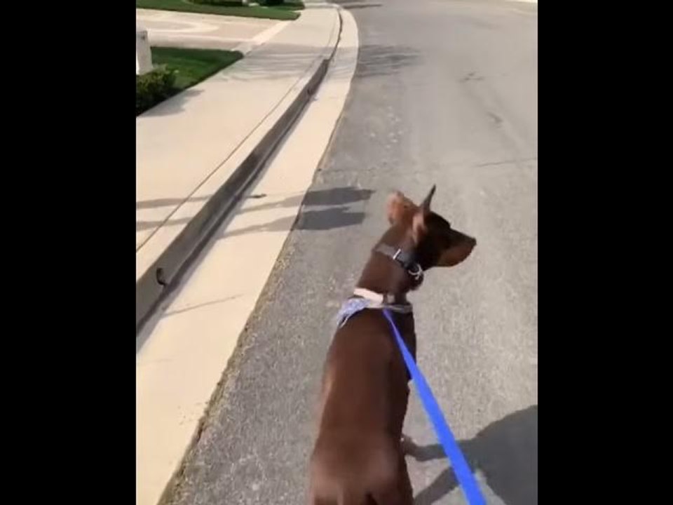 ScHoolboy Q Takes Dogs On Easter Walk