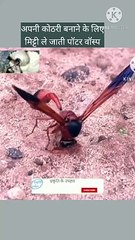 पॉटर वॉस्प मिट्टी ले जाते हुए | potterwasp collect mud to make a pot | wasp