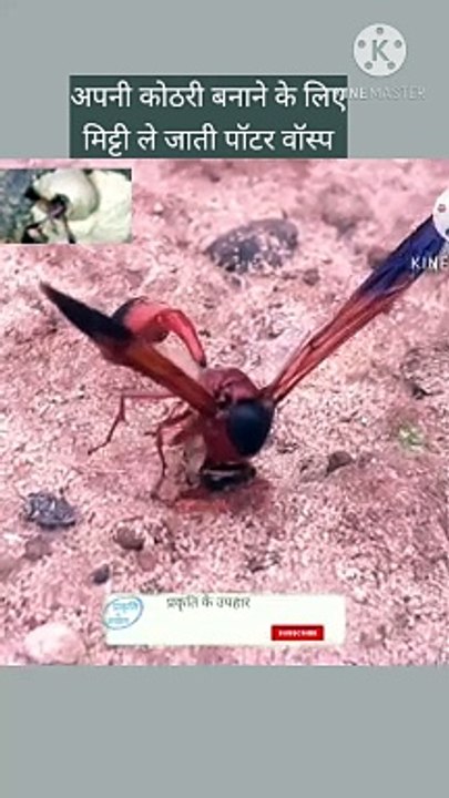 पॉटर वॉस्प मिट्टी ले जाते हुए | potterwasp collect mud to make a pot | wasp