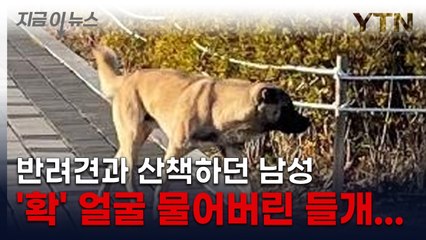 [지금이뉴스] 사람 얼굴 '확' 문 들개... 포획 나섰지만 '아직' / YTN