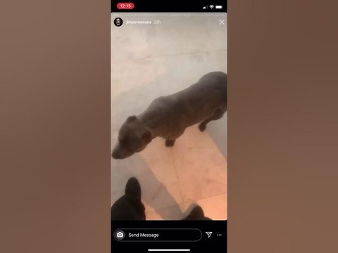 Jim Jones Goes Grocery Shopping With His Family And Celebrates His Dogs Birthday