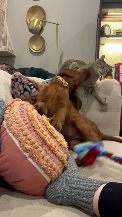 Playing Pup Flops Off The Couch