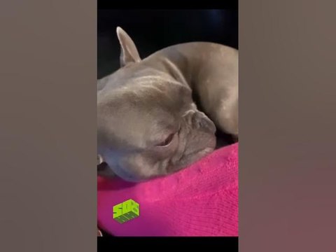 Megan Thee Stallion Reunites With Pups