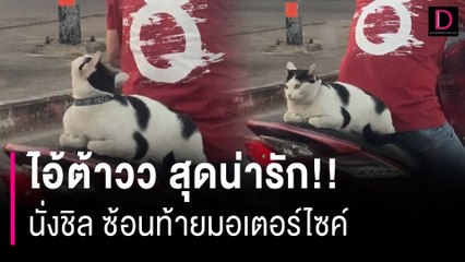 ไอ้ต้าวอ้วง!! ตัวตึงเมืองลำพูน นั่งซ้อนท้ายจยย. สุดน่ารัก | HOTSHOT เดลินิวส์ 22/01/67