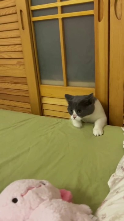 Cute Cats & Funny Cats  #cats #shorts #viral #pets #mmvcats